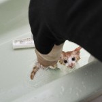 疑問解決！猫はお風呂に入れたほうがいい？