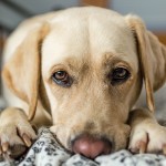 中高齢犬のための上手な栄養管理とサプリメント摂取