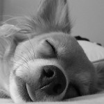 犬の睡眠について知ろう。犬のいびきは病気の可能性もある！？