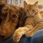 特に冬に気を付けたい！犬猫の関節炎の予防と自宅でできるケア