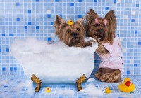 dog-bathing-funny