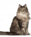 大型猫ノルウェージャンフォレストキャットがかかる主な病気の症状と予防法