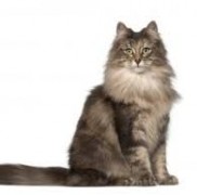 大型猫ノルウェージャンフォレストキャットがかかる主な病気の症状と予防法